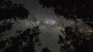 Bulutlar gökyüzünde hareket ederken gün boyunca ormanda uzun ağaçların arasından bakarak dönen zaman atlama.
