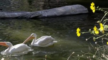 Pelican başka bir balık o kadar verir ve uzakta yüzer kapmak umuduyla vardır takip.
