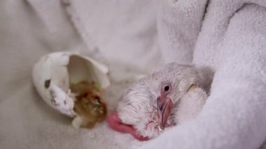 Bebek flamingo yumurta yanında yatan o sallar ve yorgun olarak havlu üzerinde yumurtadan.