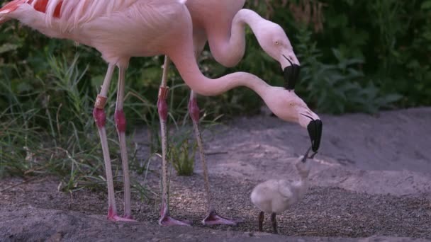 Zwei Erwachsene Flamingos Die Versuchen Dasselbe Küken Mit Roter Pflanzenmilch — Stockvideo
