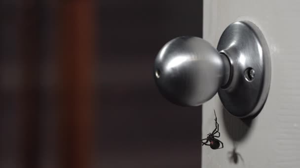 Black Widow Spider Hanging Doorknob Person Grabs Quickly Pulls Hand — Stock Video