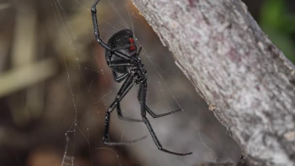 Black Widow Spider Sitter Webben Visar Rött Timglas Kanten Pinne — Stockvideo