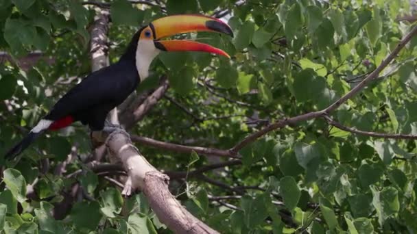 Πολύχρωμα Toucan Στο Κλαδί Δέντρο Ελπίζοντας Μέσα Από Δέντρα — Αρχείο Βίντεο