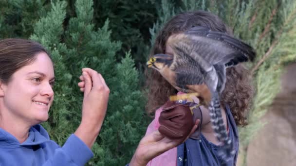 Aplomado Falcon Vliegen Naar Land Handschoen Jong Meisje Houdt Wanneer — Stockvideo