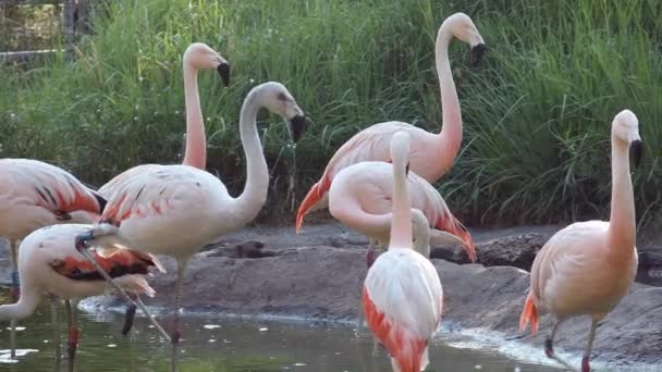 Flamants roses errant dans la piscine d'eau comme ils sont en petit troupeau sur un étang .