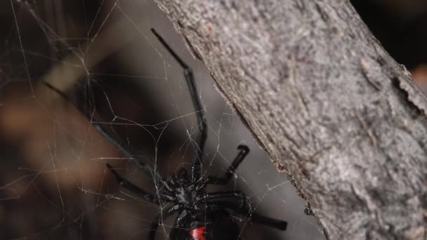 Macro Black Widow Spider Crawling Web Slowly Fixes Parts Showing — Stock Video