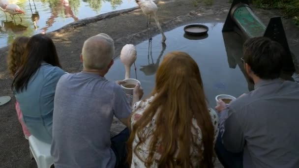 Grupp Människor Utfodring Flamingos Voljär Som Väntar Dem Att Komma — Stockvideo