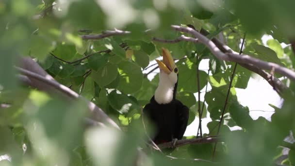 Young Toucan Sitting Tree Mouth Open Waits Food — Stock Video