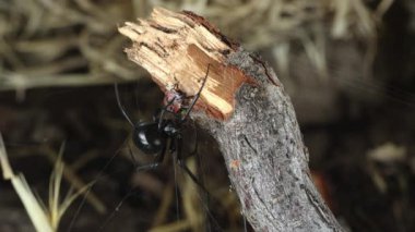 Ateş Beetle üzerinde siyah dul örümcek makro görünümü Web yakalandı.