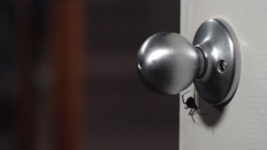 İnsan kapmak ve acele geri çeker olarak kara dul örümcek kapı tokmağı altında tarama.