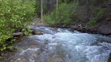 Utah kalın orman boyunca dere kadar Amerikan Çatal Nehri üzerinde alçakuçan.