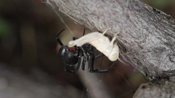 Noir Veuve Araignée Avec Sauterelle Coincé Dans Toile — Video