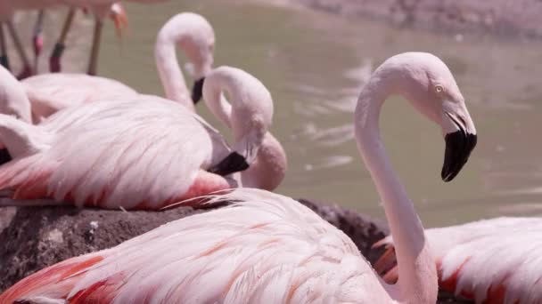 Flamingolar Göletin Yanındaki Sıcak Güneşte Yuvalarına Tünediler — Stok video