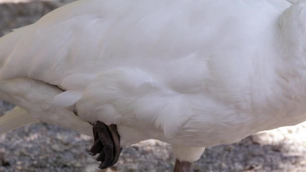 Cisne Con Cabeza Metida Espalda Mientras Trata Dormir Panorámica Pie — Vídeos de Stock