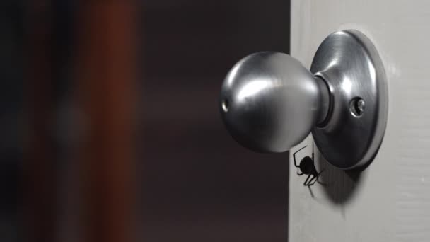 Black Widow Spider Crawling Doorknob Person Grabs Pulls Hand Back — Stock Video