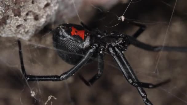 Aranha Viúva Negra Movendo Teia Sob Rocha Mostrando Ampulheta Vermelha — Vídeo de Stock