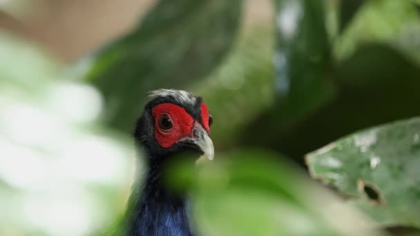 Edwards Pheasant Topp Upp Bakifrån Löv Som Sin Krönet Höjer — Stockvideo