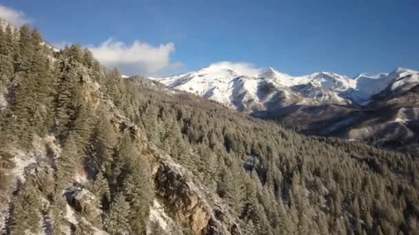 晴れた日に山に向かって雪に覆われた木の上を飛ぶ — ストック動画