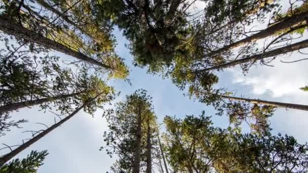 Eltelt Idő Galaxis Fordult Keres Egyenesen Felfelé Fák Erdőben Mint — Stock videók