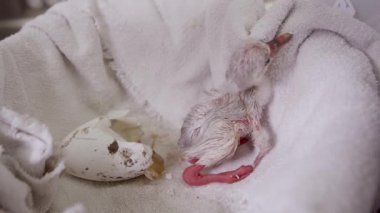 Esaret altında yumurtadan çıkan yumurtanın yanında bebek flamingo civciv görünümü.