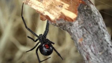 Siyah dul örümcek makro görünümü kırmızı kum saati altında Web üzerinde oturan sopa gösteren.