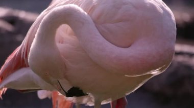 Flamingo'nun arkadan aydınlatmalı görünümünü kapatın.