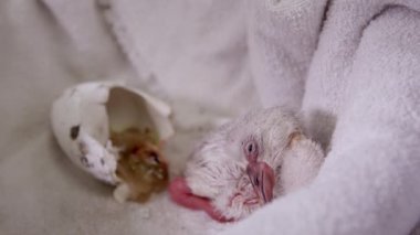 Yorgun bebek flamingo esaret havlu üzerine yatıyor gibi yumurtadan sonra gözleri açık tutmaya çalışıyor.