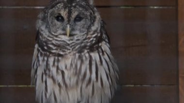 Bir kafeste bir kafes oturur gibi yanıp sönüyor baykuş barred.