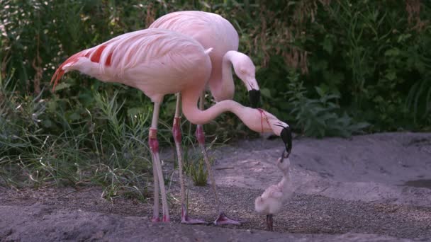 Two Adult Flamingos Trying Feed Same Chick Red Crop Milk — Stock Video