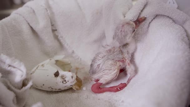 Blick Auf Das Flamingo Küken Neben Dem Aus Dem Gerade — Stockvideo