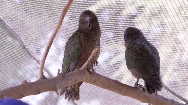 Δύο Πουλιά Κέα Κάθονται Στο Ραβδί Αιχμαλωσία Ένα Χασμουριέται — Αρχείο Βίντεο