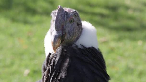 Vista Perto Condor Andino Enquanto Olha Volta Campo Gramado — Vídeo de Stock