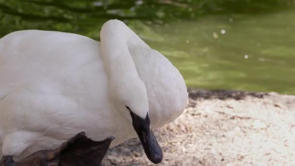 Swan Bir Gölet Gelen Ayak Ayakta Başını Çizilmeye — Stok video