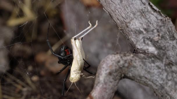 Szöcske Ragadt Fekete Özvegy Spider Web Ahogy Jön Hogy Ellenőrizze — Stock videók