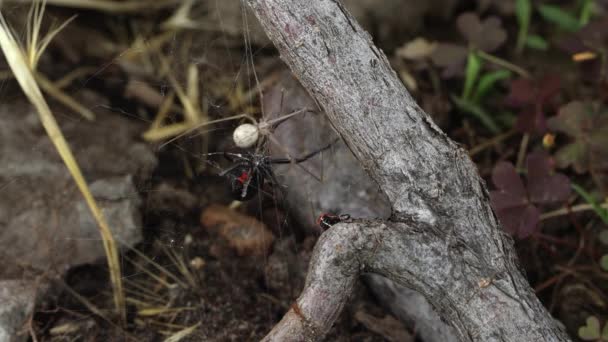 Aranha Viúva Negra Atacando Outra Aranha Presa Sua Teia Embrulhando — Vídeo de Stock