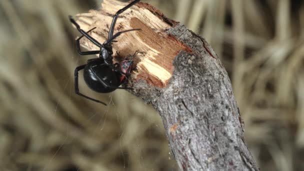 关闭黑寡妇蜘蛛在一根棍子的末端盘旋在它的抓住 — 图库视频影像