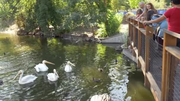 Bir Kuş Parçasının Altındaki Gölette Yüzen Pelikanlara Bakan Bir Grup — Stok video