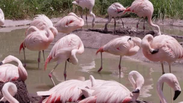 Flamingos Standing Water Grooming Themselves Small Pond — Stock Video