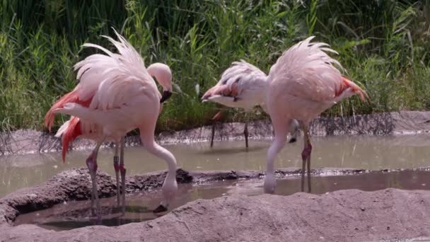 Grupa Flamingów Stojących Stawie Gdy Przesiać Przez Górną Część Wody — Wideo stockowe