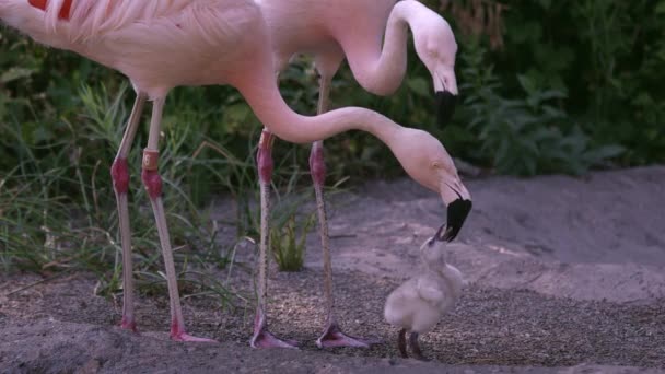 Flamingo Adulto Alimentando Polluelo Bebé Mientras Otro Adulto Pone Pico — Vídeos de Stock