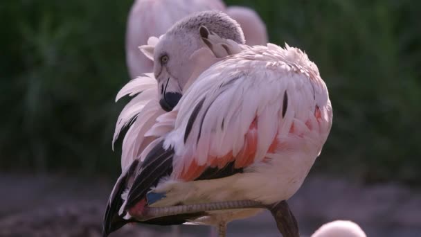 Flamingo Állt Egyik Lábát Ápolás Maga Mutató Élénk Színek Szárnyai — Stock videók
