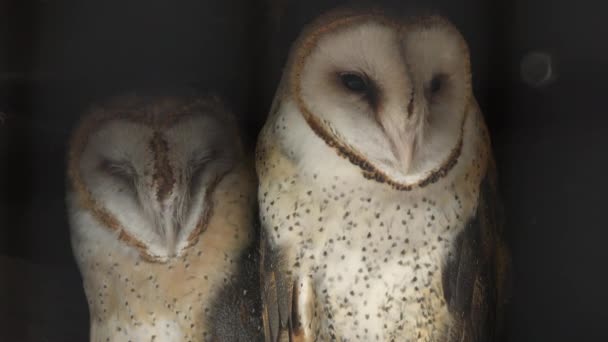 Close Two Barn Owls Huddled Together Slowly Turn Heads Watching — Stock Video
