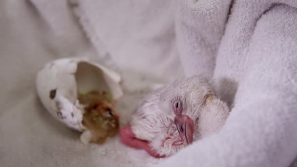 疲れた赤ちゃんのフラミンゴは それが捕虜のタオルの上に横たわって孵化した後に目を開いたままにしようとしています — ストック動画