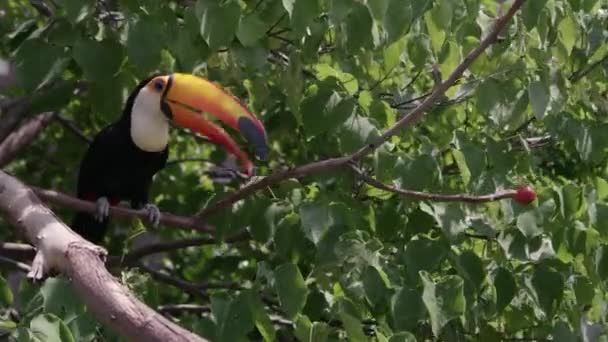 Toucan Onun Genç Için Yiyecek Toplamak Için Ağaç Dalları Üzerinden — Stok video