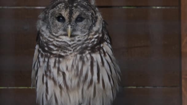 Barred Owl Blinks Sits Cage Aviary — Stock Video