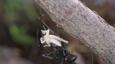 Siyah dul Örümcek Web, Bölüm 1 sıkışmış çekirge üzerinde sürünme.