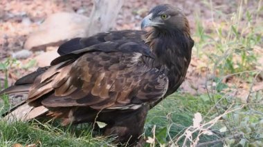 Otların arasında görüldüğü gibi etrafa yere altın kartal.