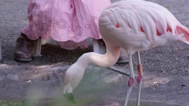 Familie Hat Spaß Beim Füttern Eines Flamingos Einer Voliere — Stockvideo