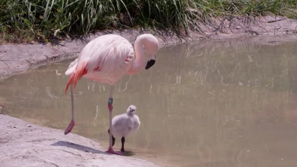 Mor Och Brud Flamingo Står Ett Ben Vid Kanten Damm — Stockvideo