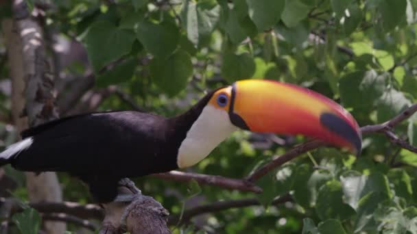 그것을 가지를 홉으로 포도에 분기에 Toucan — 비디오